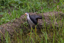 Image of White-breasted Waterhen