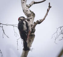 Image of Great Spotted Woodpecker