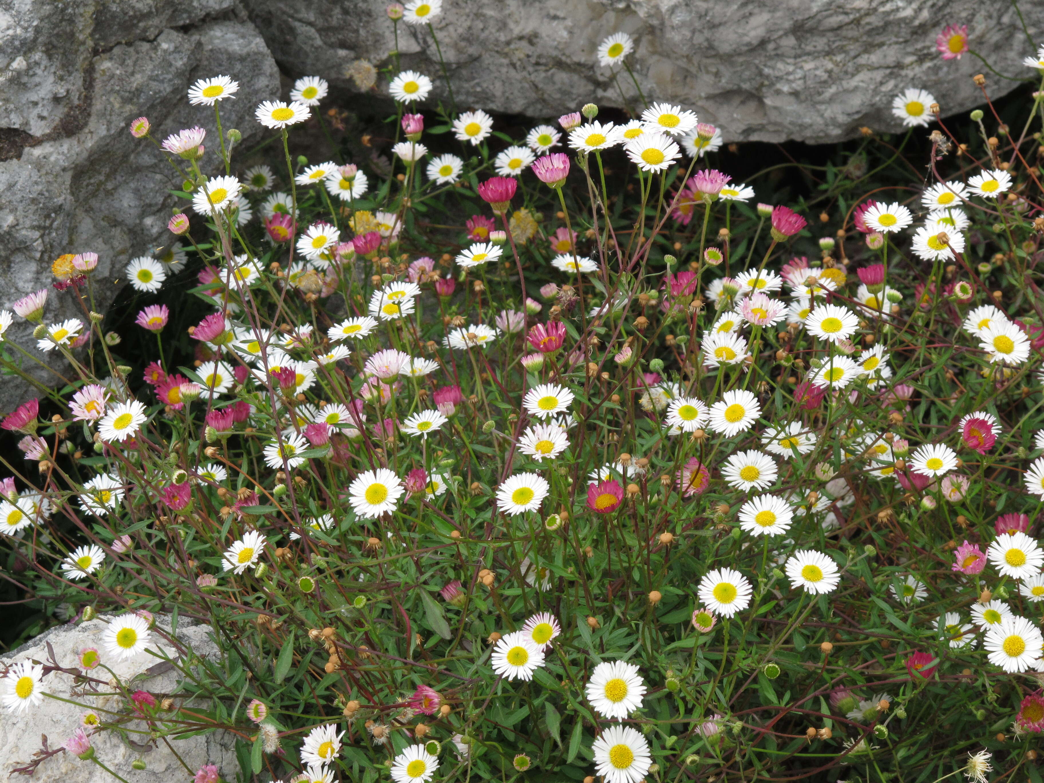 Sivun Erigeron karvinskianus DC. kuva