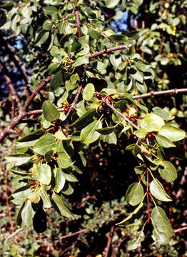 Image of Bird Cherry