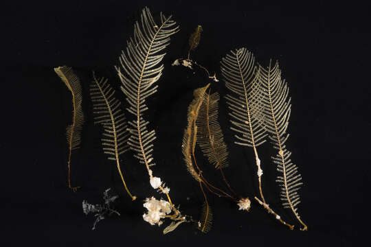 Imagem de Sertularioidea Lamouroux 1812