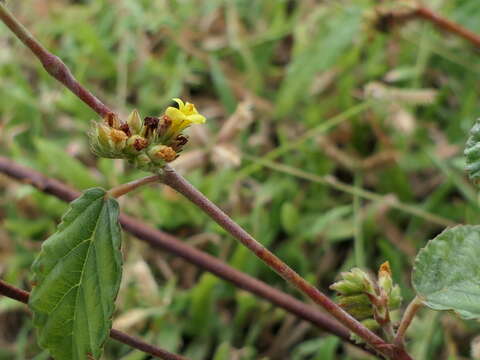 Image de Waltheria indica L.