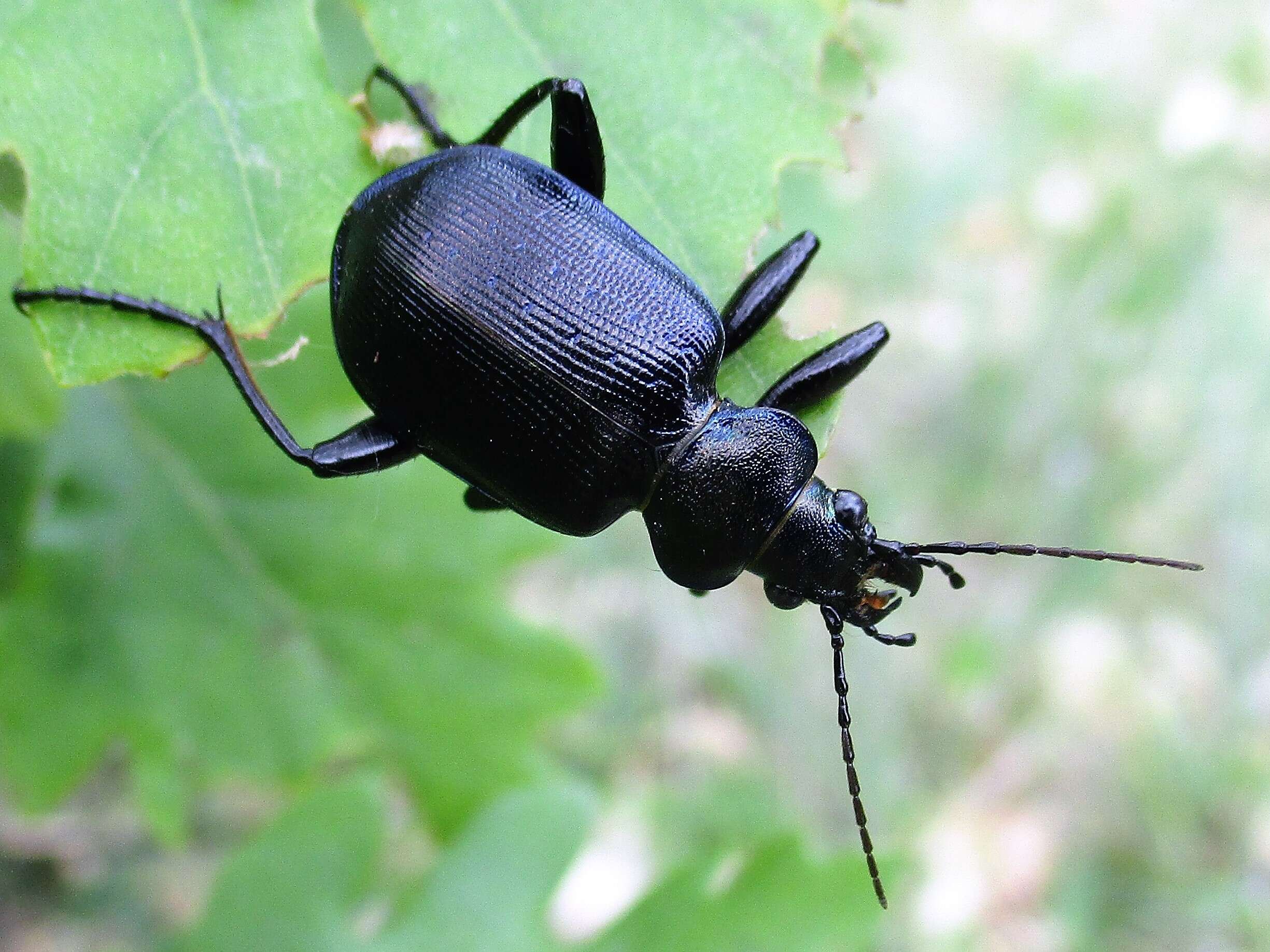 Imagem de Calosoma (Calosoma) inquisitor (Linnaeus 1758)