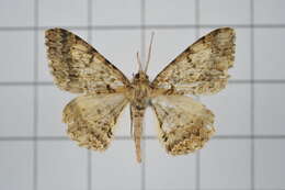 Image of Alcis taiwanovariegata