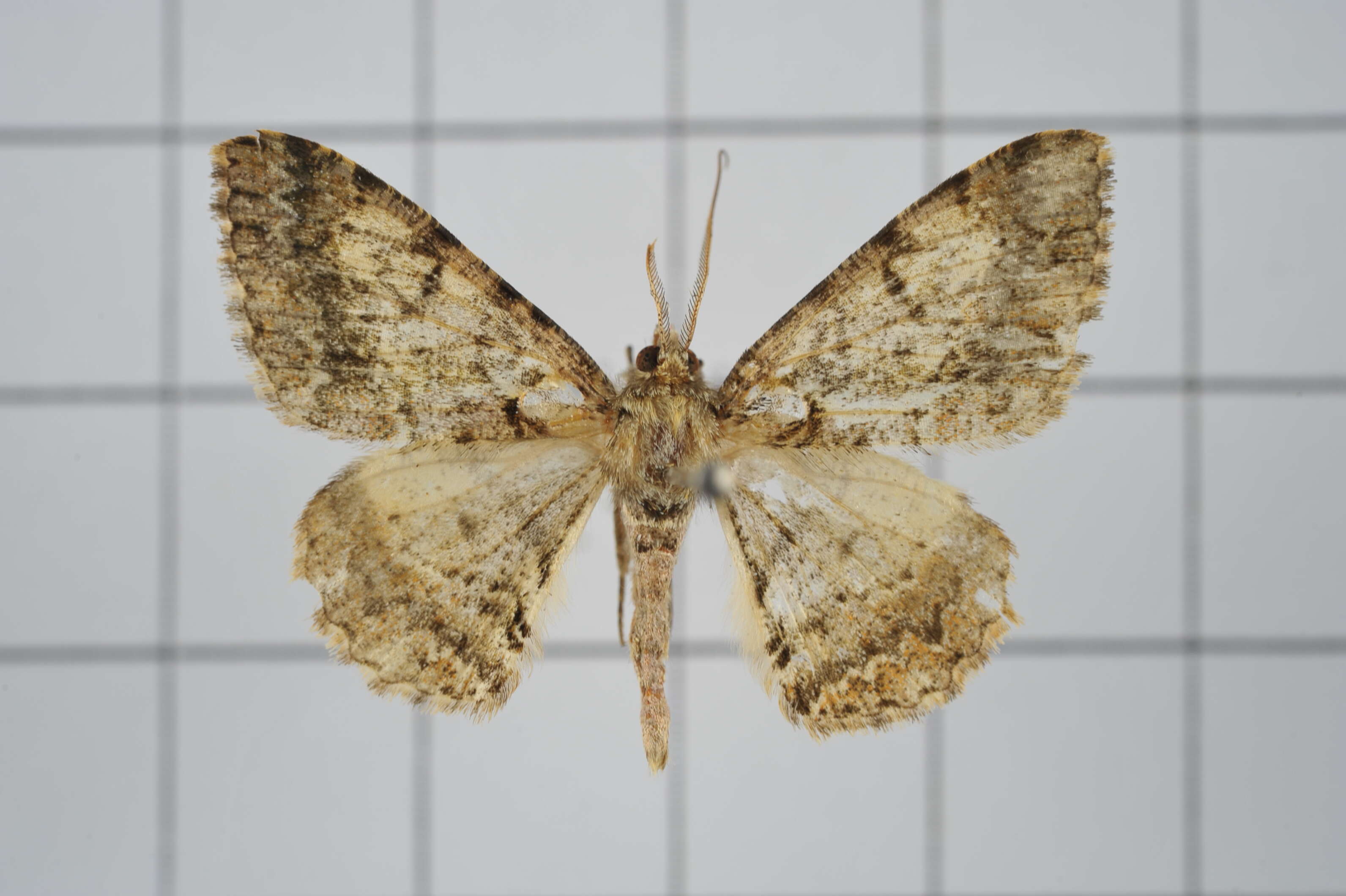 Image of Alcis taiwanovariegata