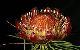 Image of Protea pityphylla Phillips