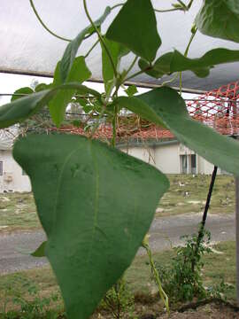 Image of blackeyed pea