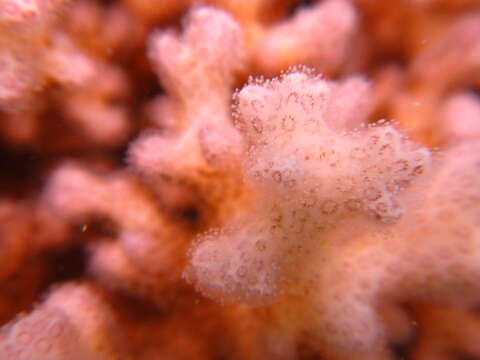 Image of Cauliflower Coral