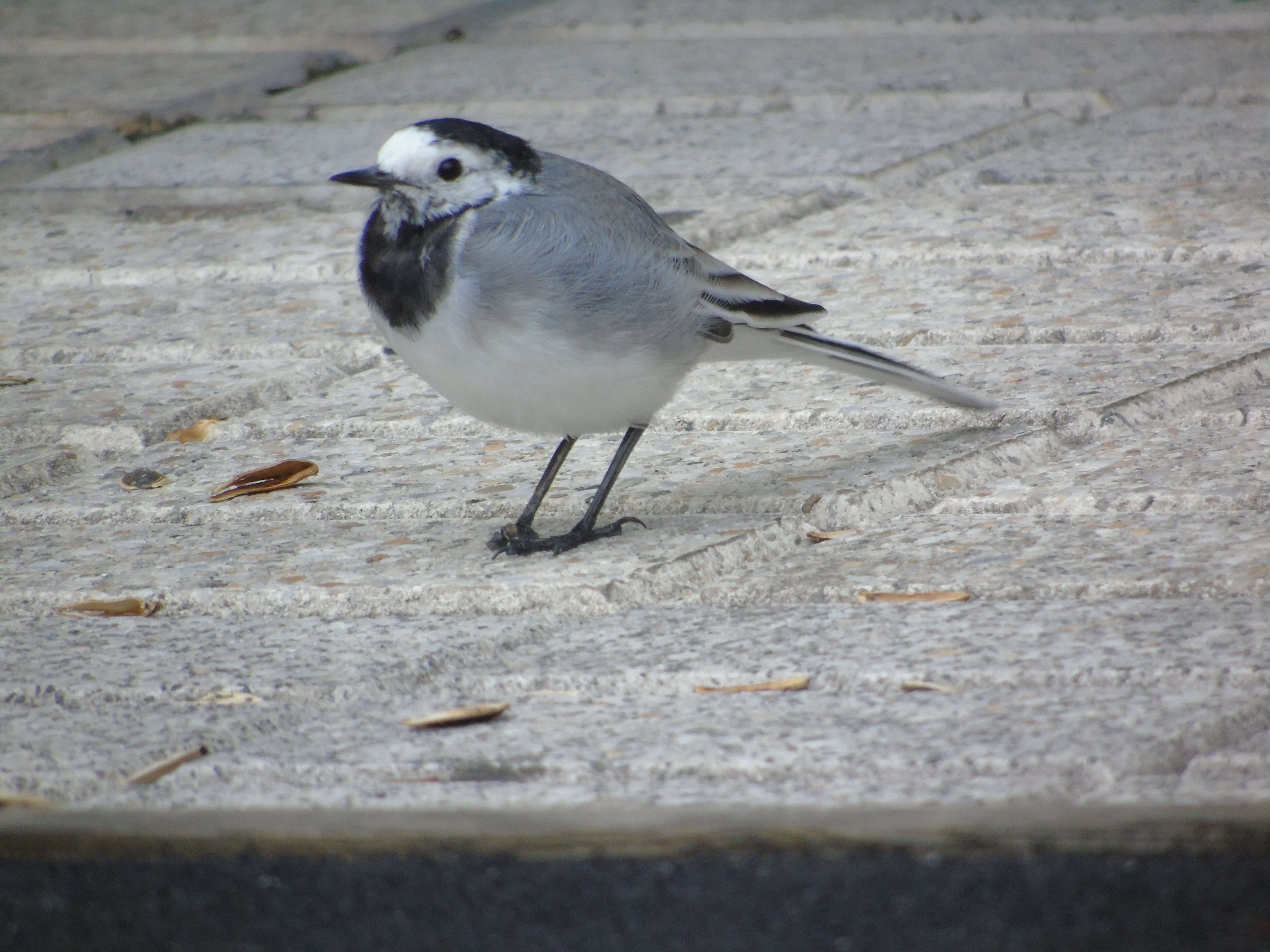 Image of Pied Wagtail and White Wagtail