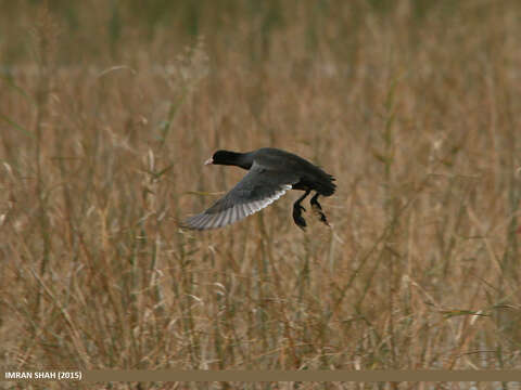 Image of Common Coot