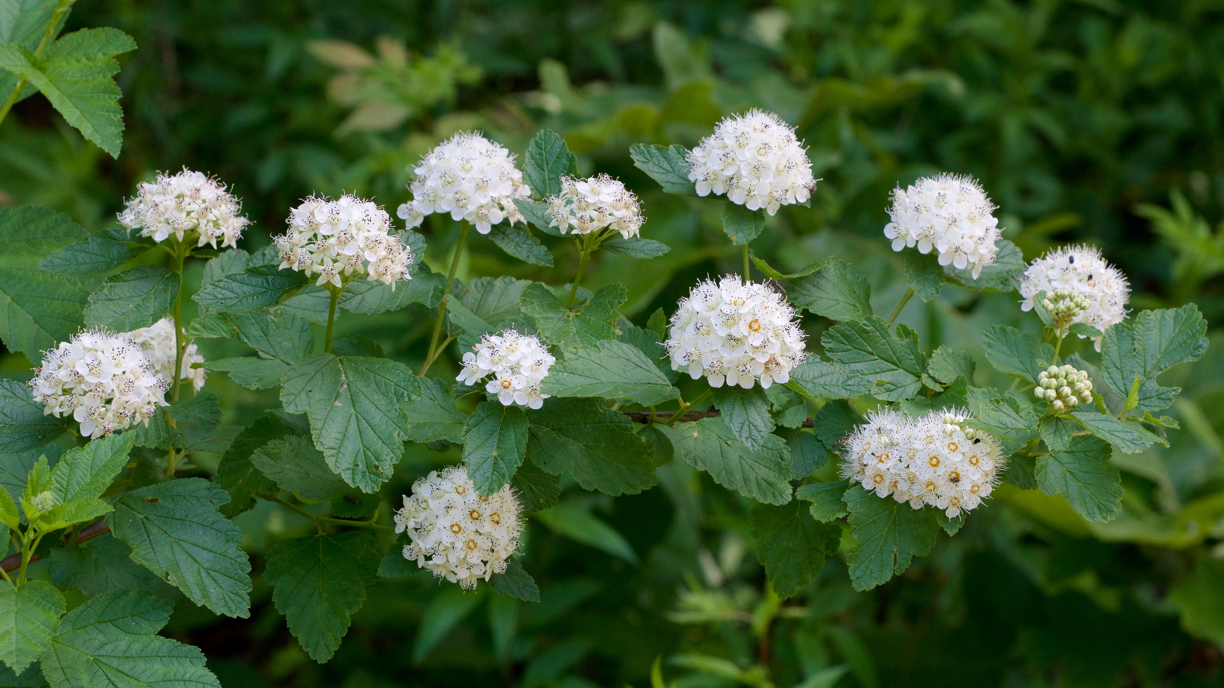 Physocarpus opulifolius (L.) Maxim. resmi