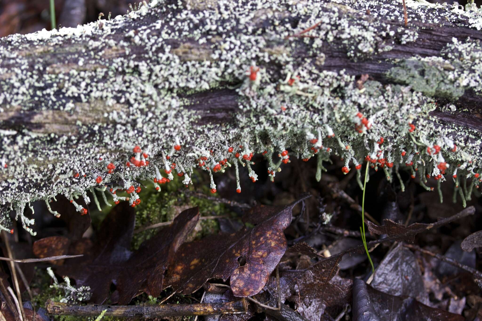 Image of Cladonia macilenta