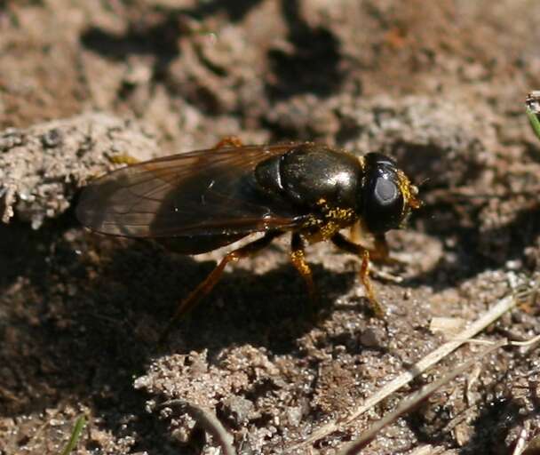 صورة Cheilosia fraterna (Meigen 1830)