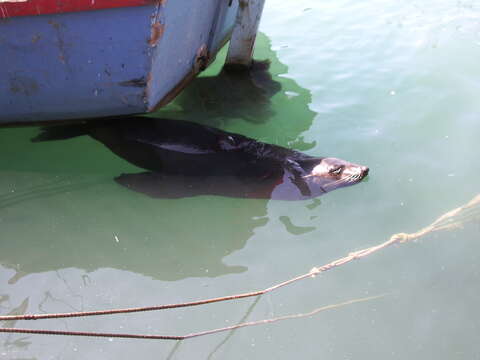 Image of Afro-Australian Fur Seal