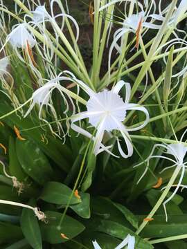 Image of beach spiderlily