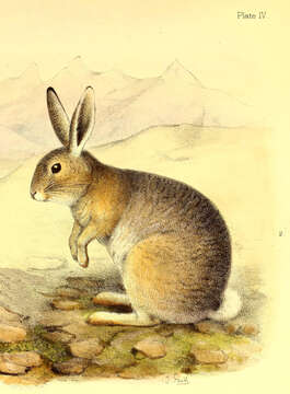 Lepus tibetanus Waterhouse 1841 resmi