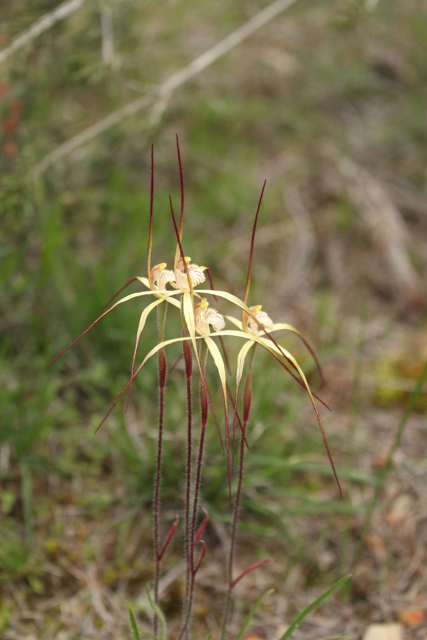 Image of Primrose spider orchid