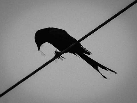 Image of Black Drongo