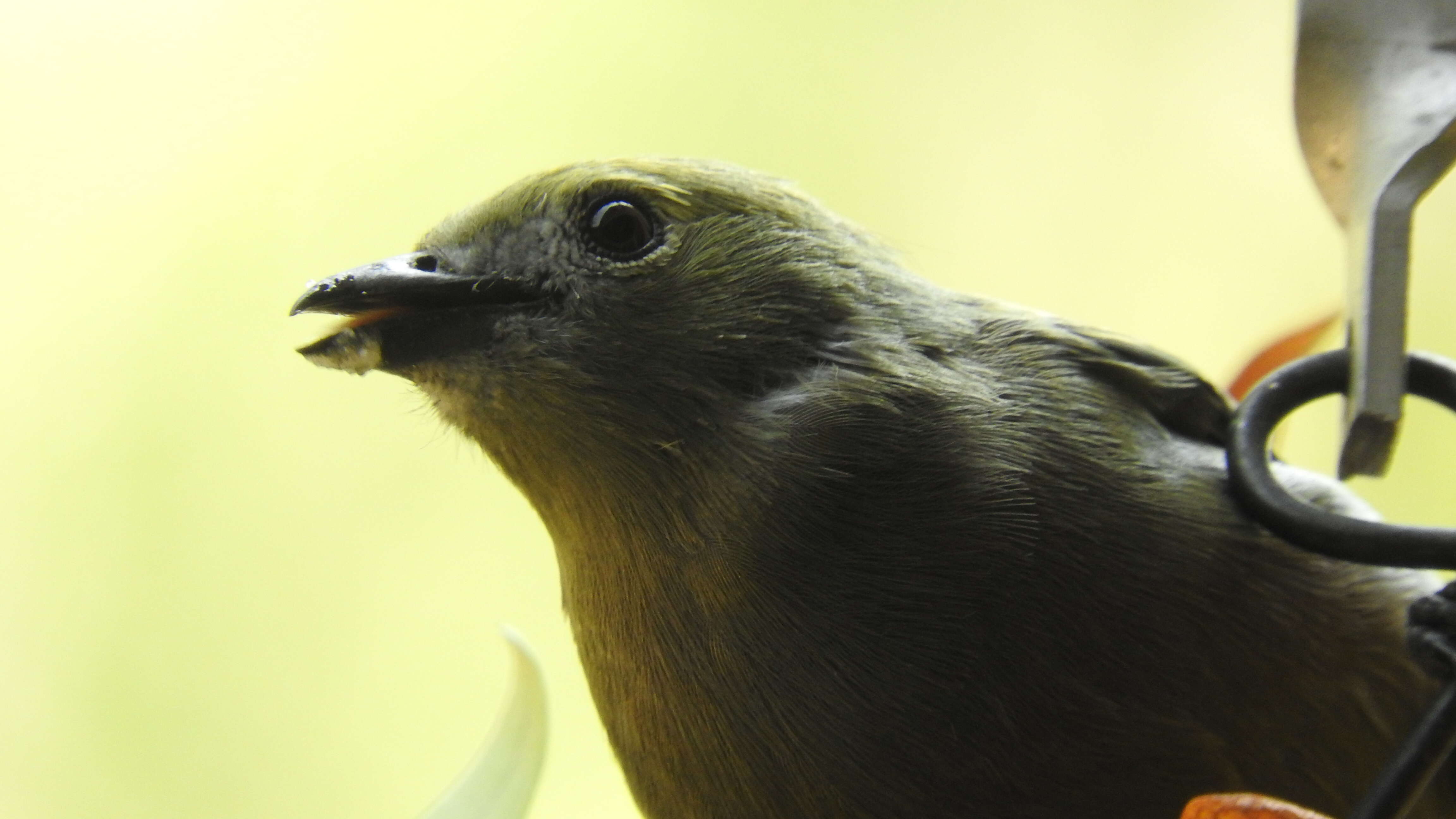 Image of Palm Tanager