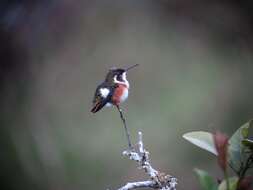 Image of White-bellied Woodstar