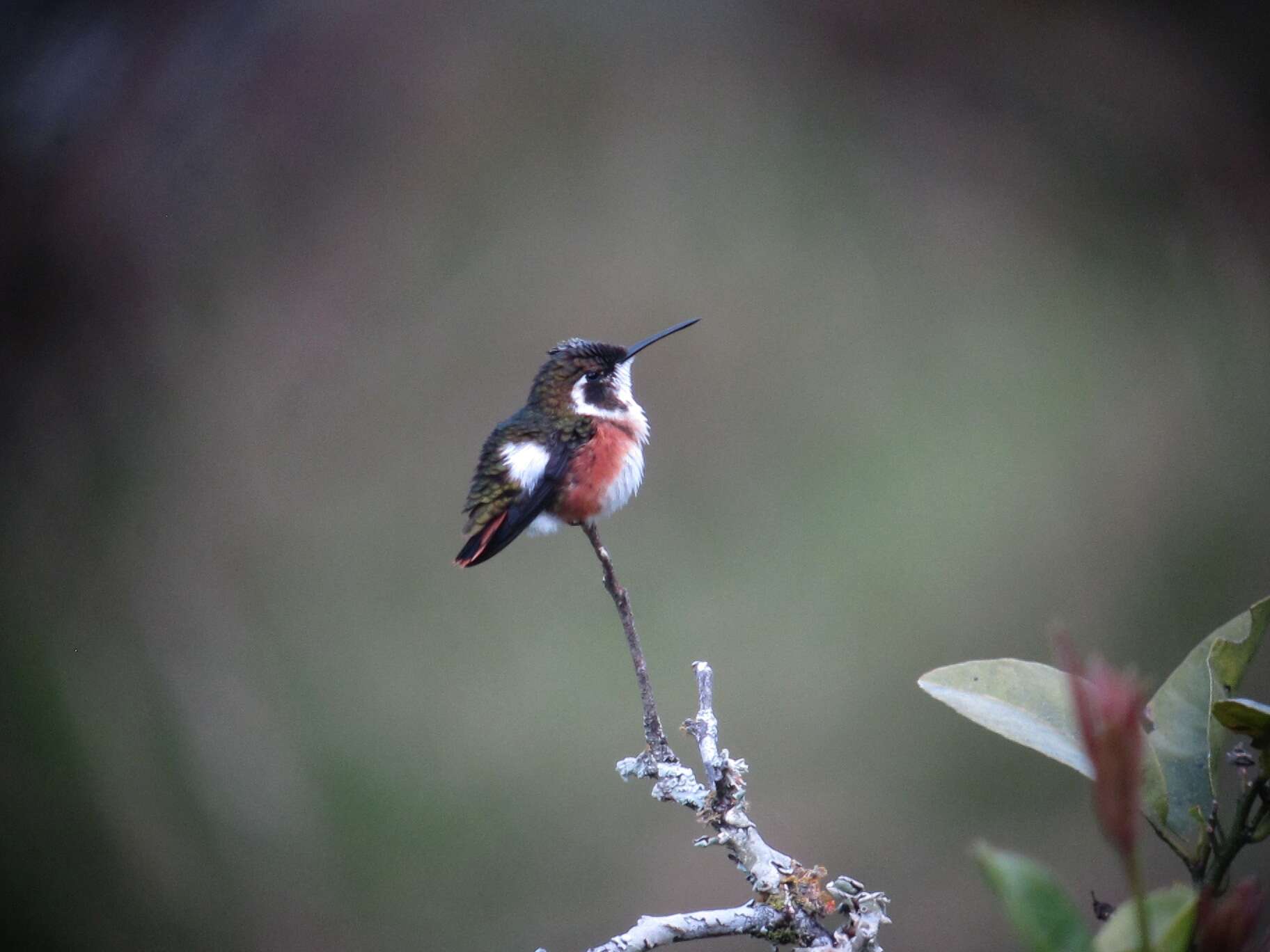 Image of White-bellied Woodstar