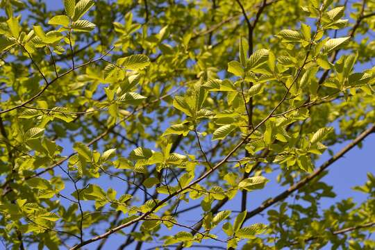 Image of European hornbeam