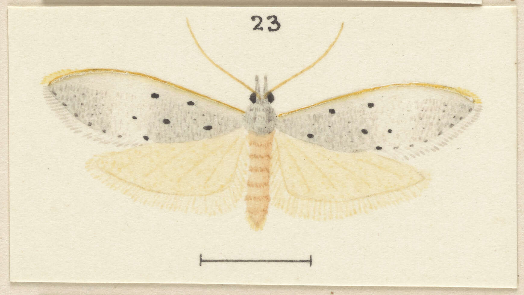 Image of Paramorpha marginata