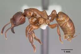 Imagem de Centromyrmex decessor