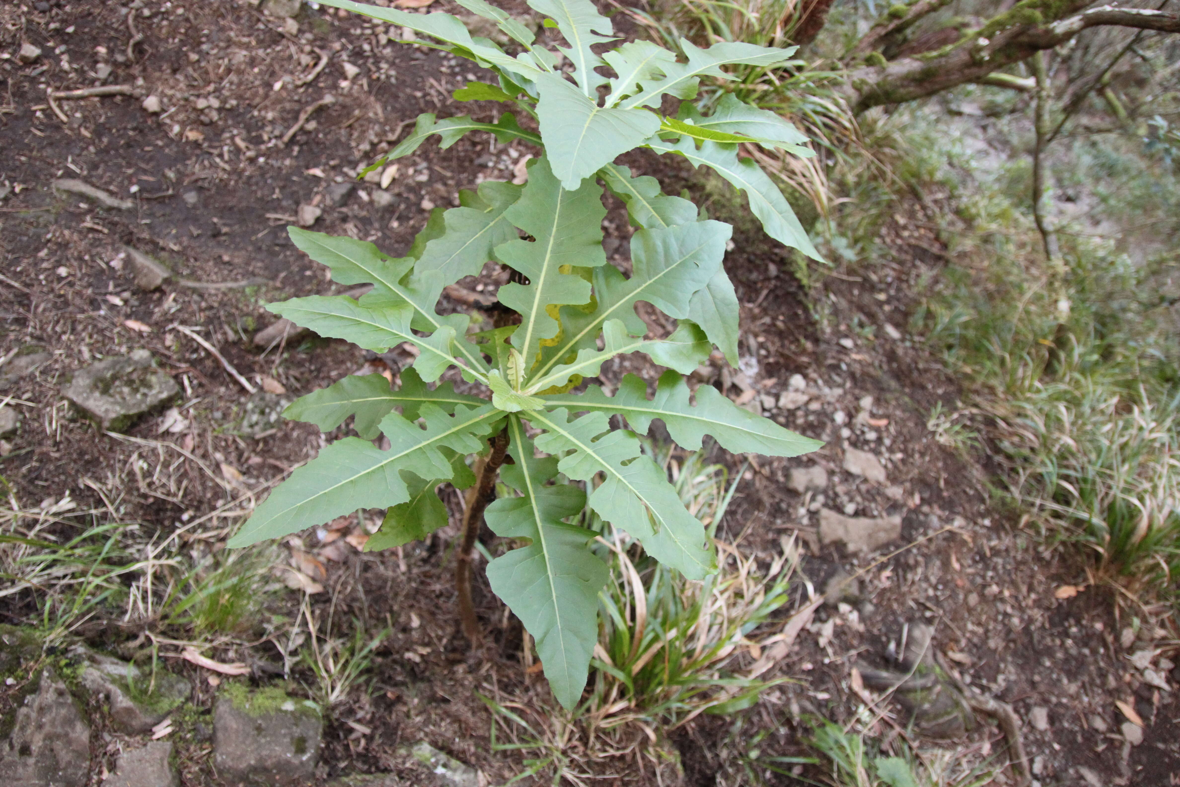 Plancia ëd Sonchus fruticosus L. fil.