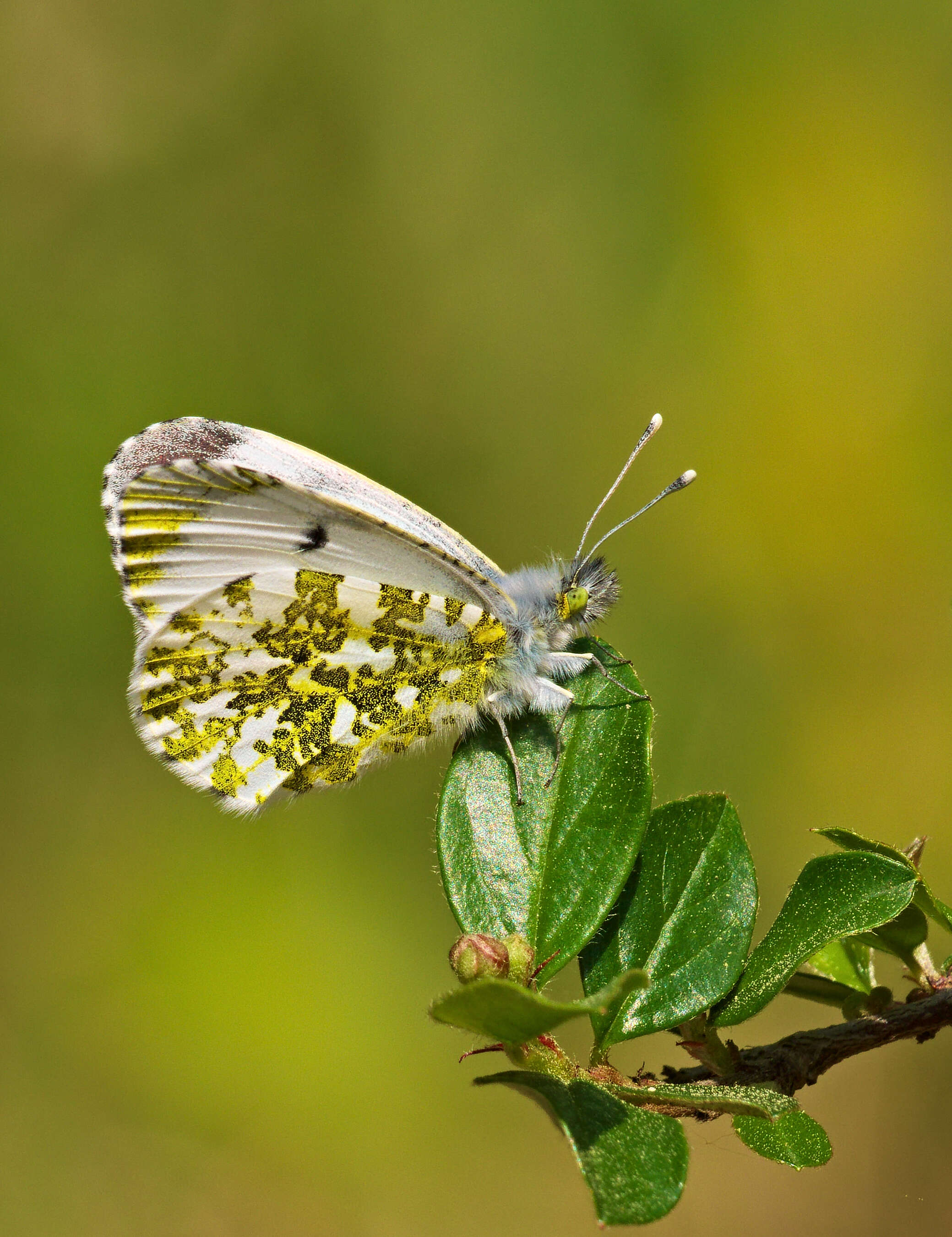 Image of orange tip