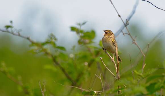 Image of Grasshopper Sparrow