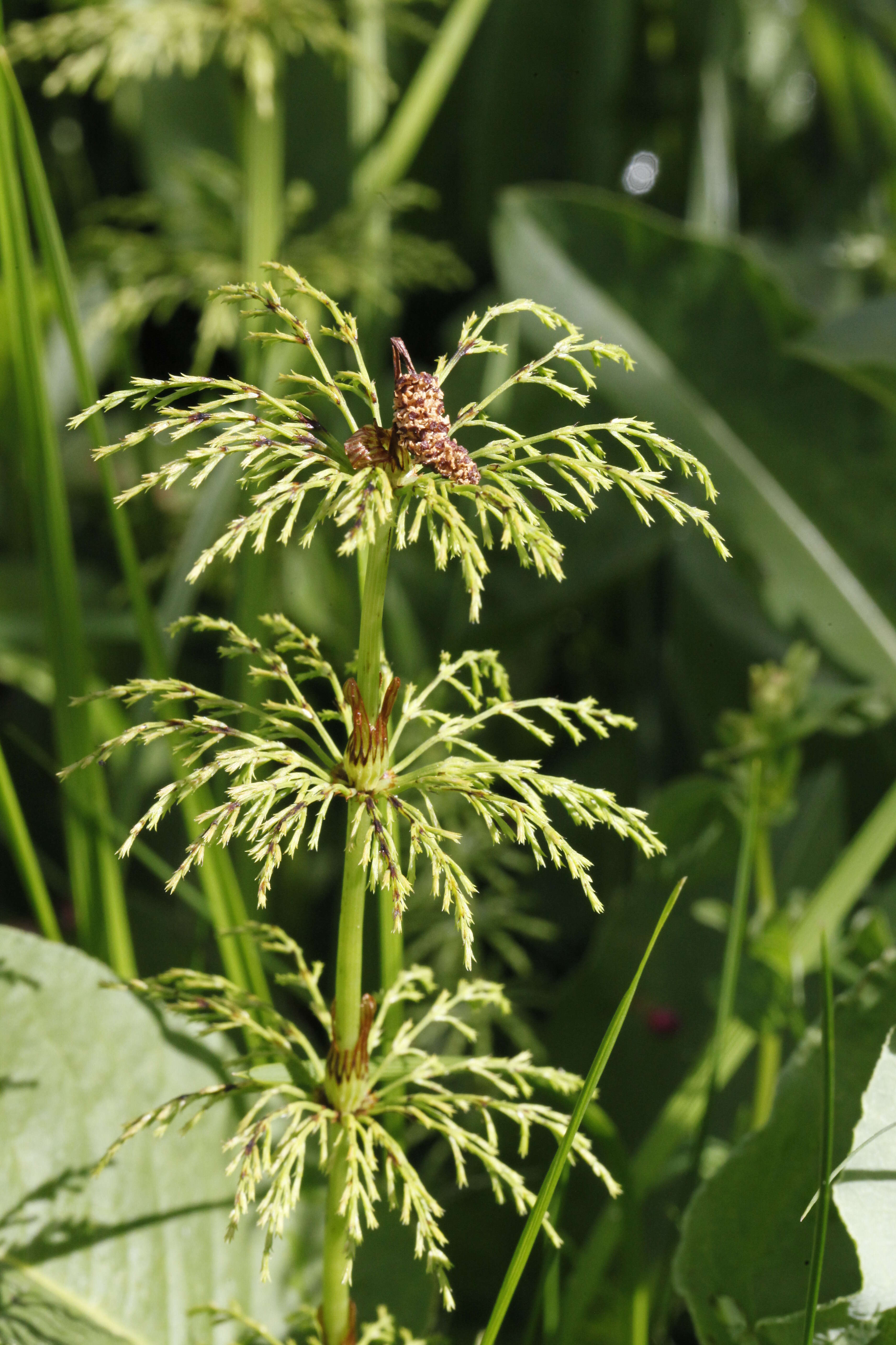 Imagem de Equisetum sylvaticum L.