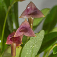 Image of Masdevallia angulifera Rchb. fil. ex Kraenzl.