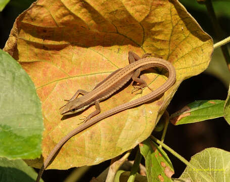 Image of Asian Grass Lizard