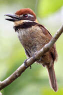 Image of Chestnut-capped Puffbird