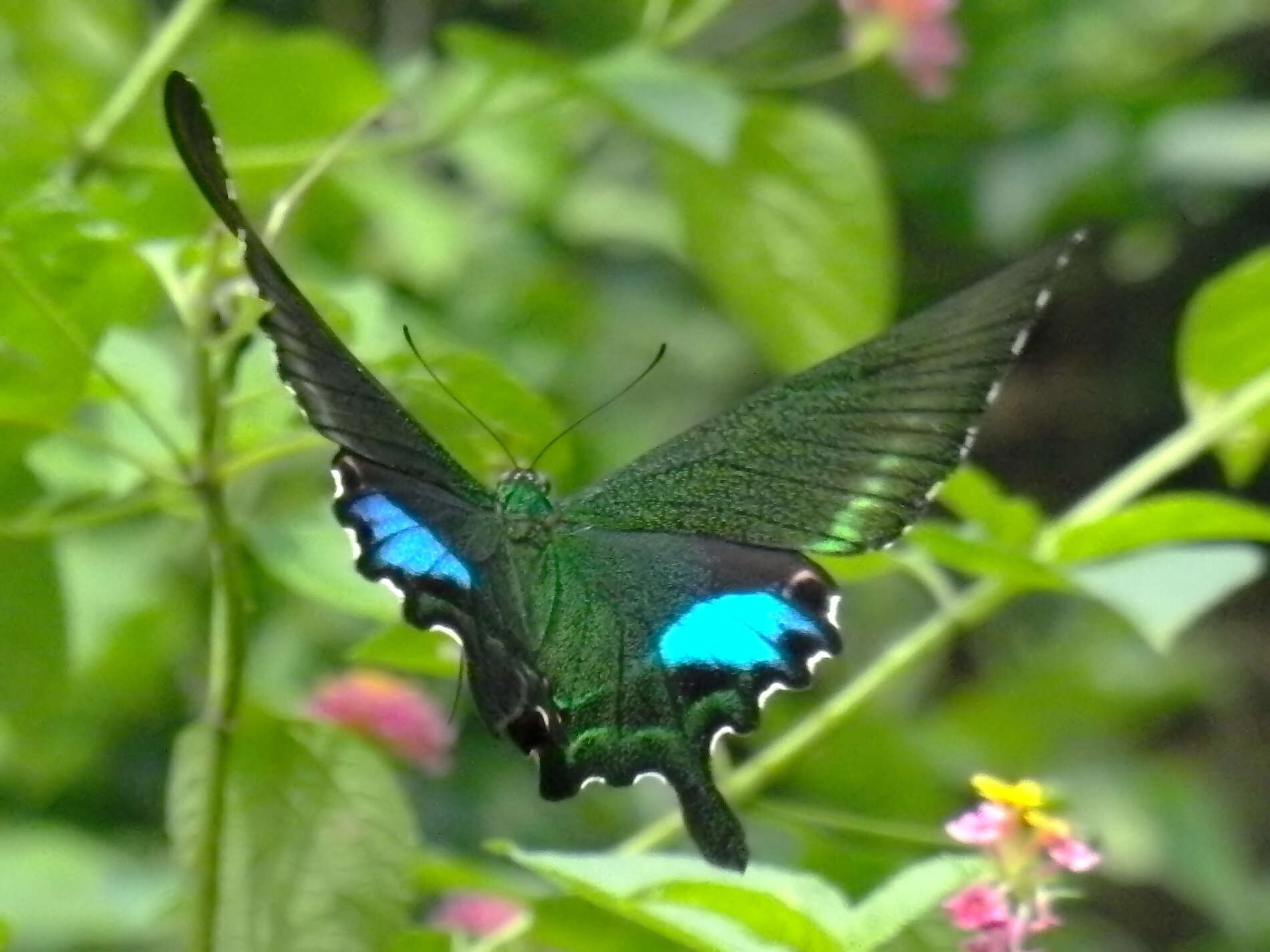 Image of Papilio paris Linnaeus 1758