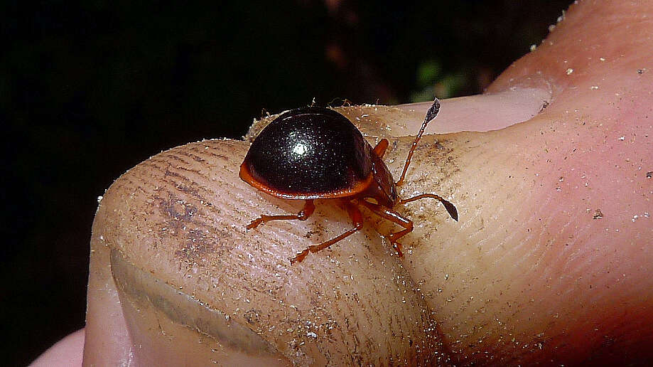 Image of Corynomalus Chevrolat 1836