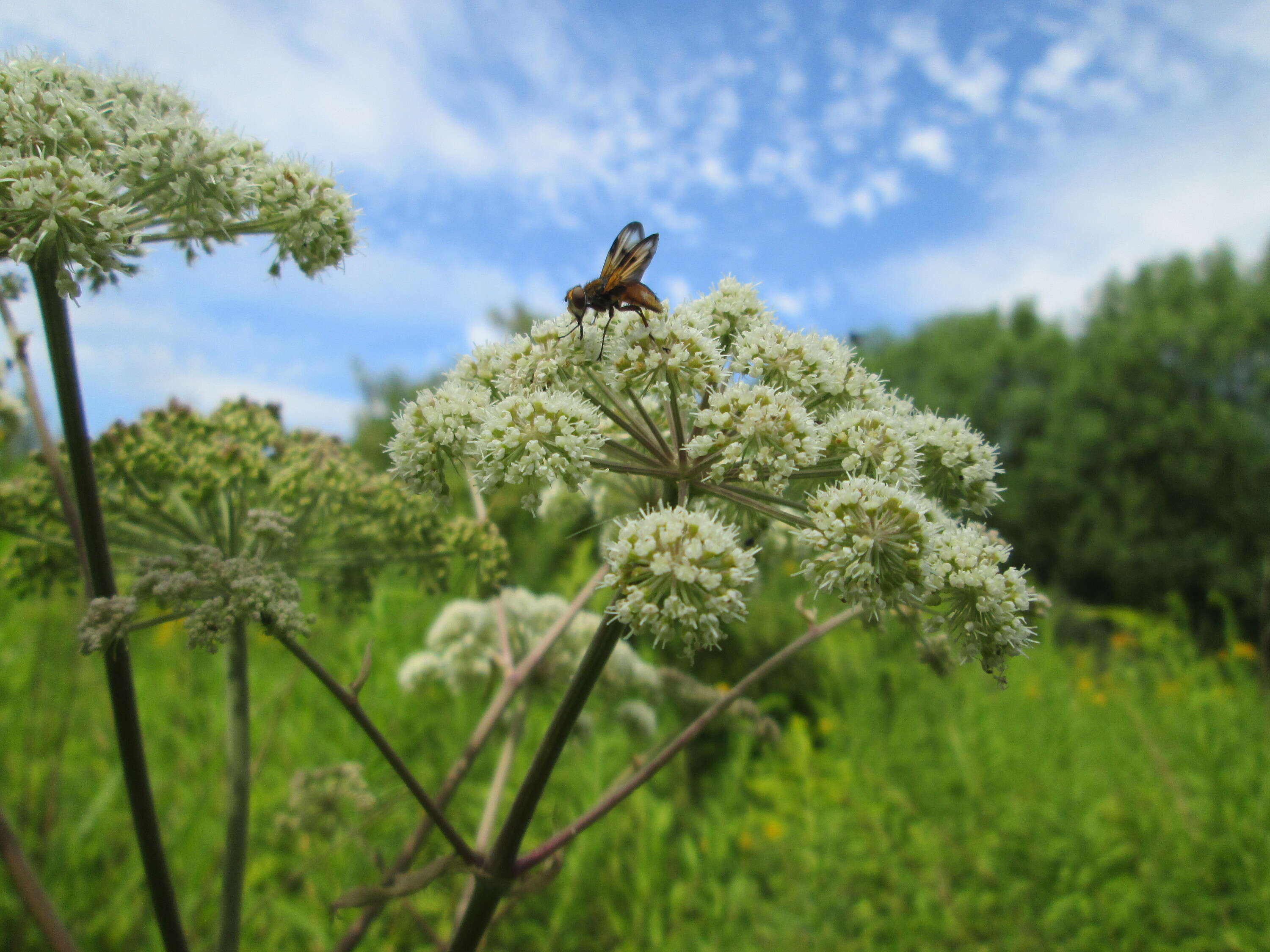 Image of wild angelica