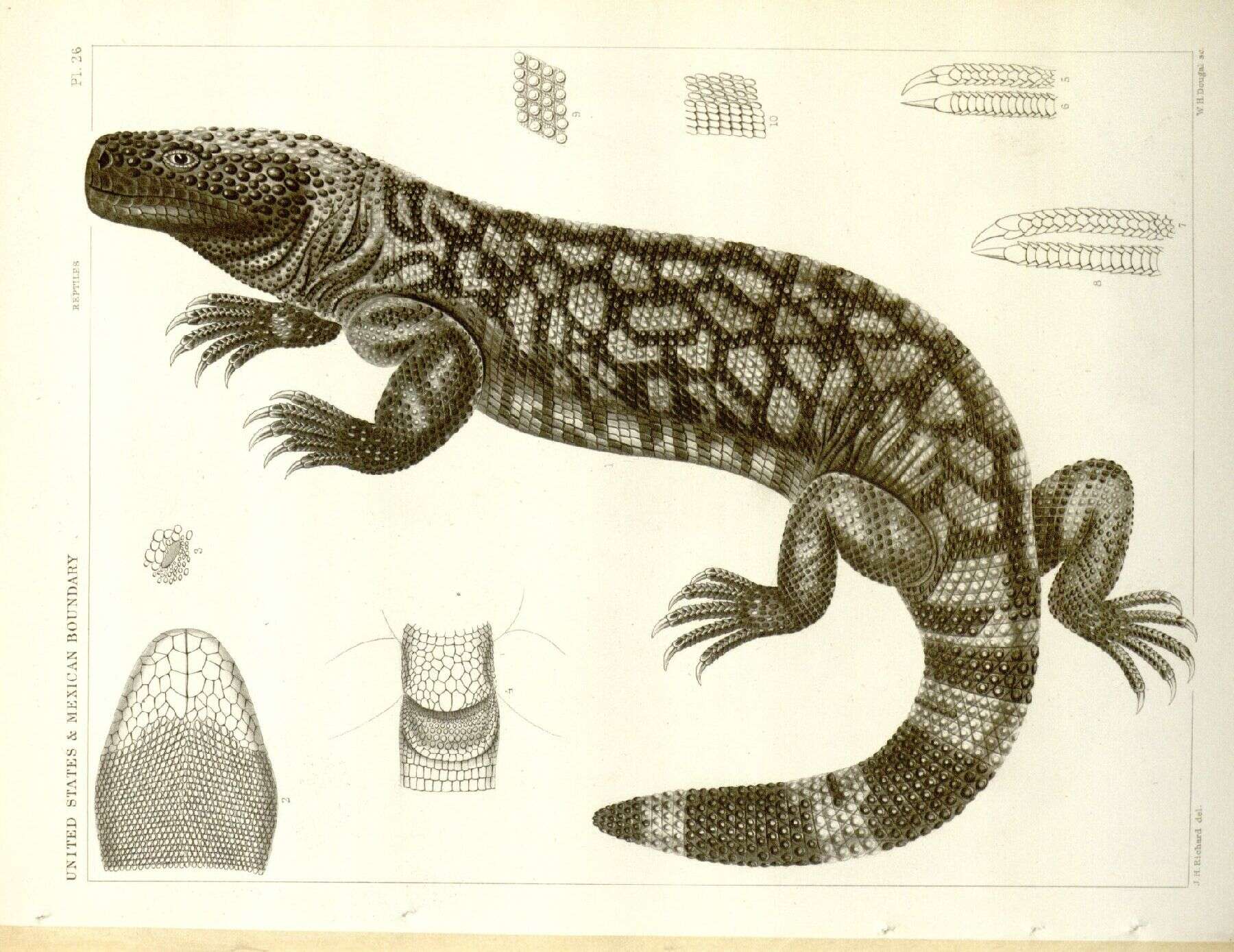 Image of Heloderma Wiegmann 1829