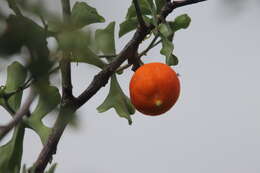 Image of Ibervillea sonorae (S. Wats.) Greene