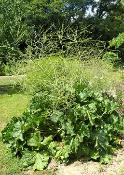 Image of Crambe cordifolia Steven