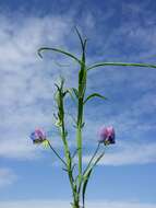 Image of white pea