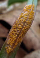 Image de Puccinia mariae-wilsoniae Clinton 1873