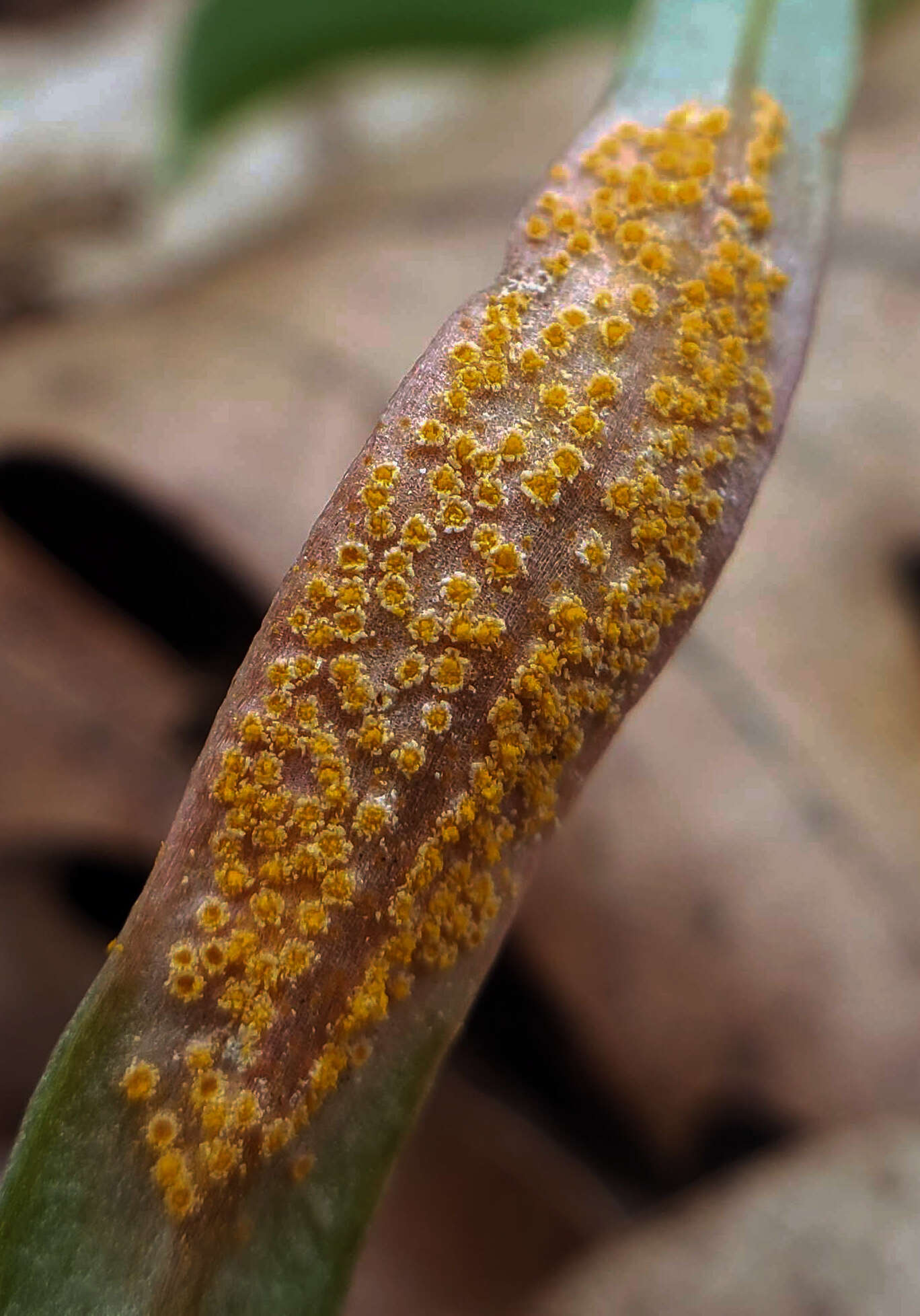 Image of Puccinia mariae-wilsoniae Clinton 1873