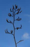Image of New Zealand flax