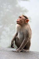 Image of Bonnet Macaque