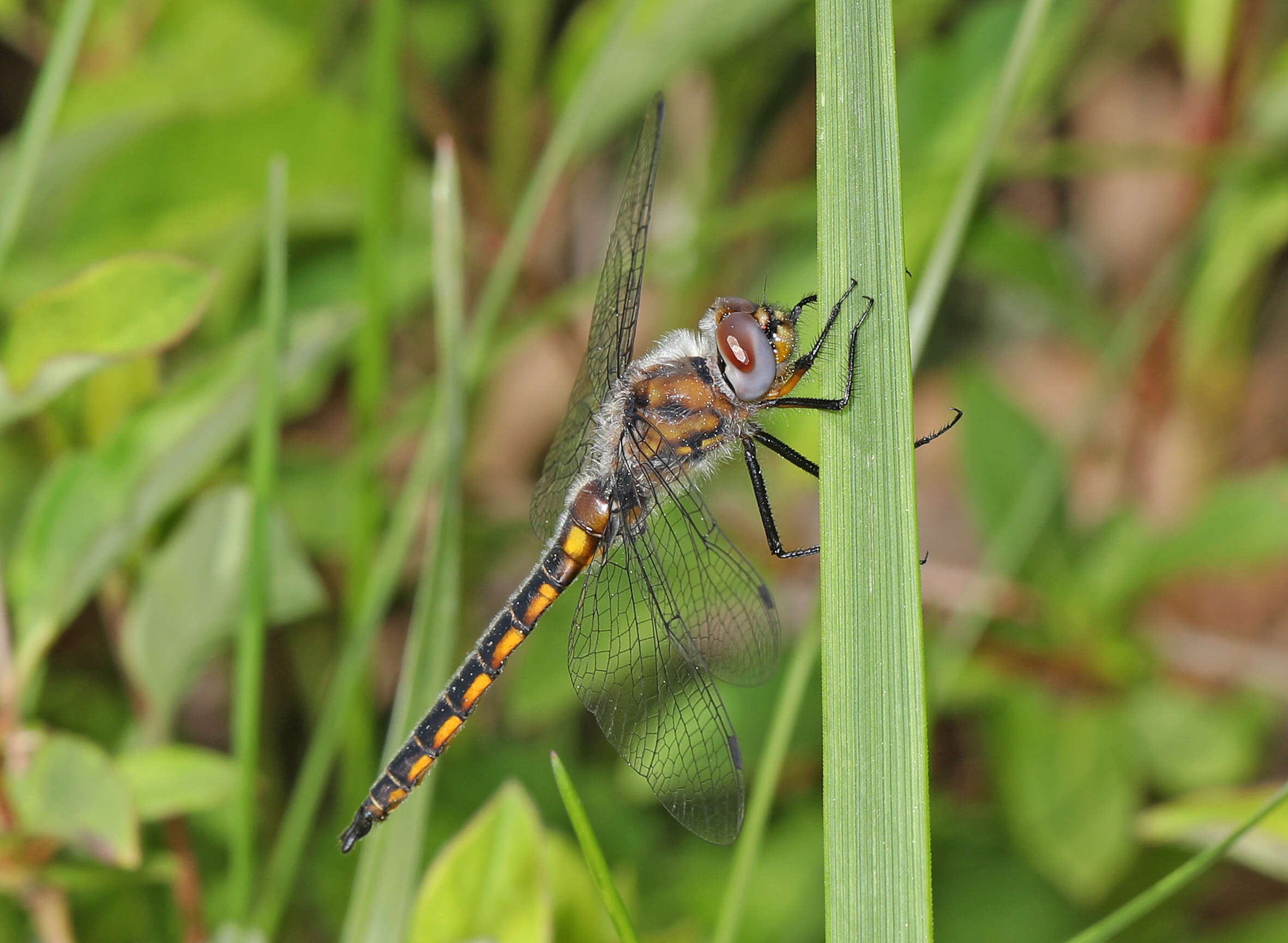 Image of Common Baskettail