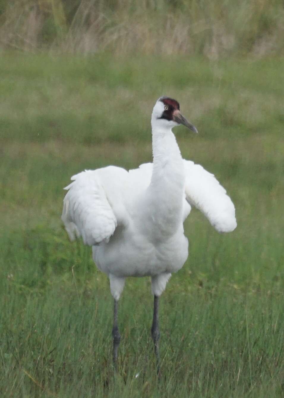Image of Whooping Crane