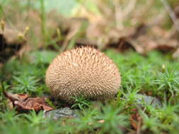 Imagem de Lycoperdon perlatum Pers. 1796