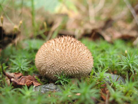 Imagem de Lycoperdon perlatum Pers. 1796